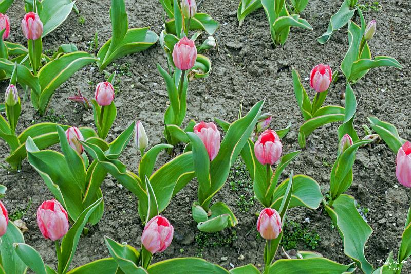 20080403_133656 D300 P.jpg - Early blooming of tulips